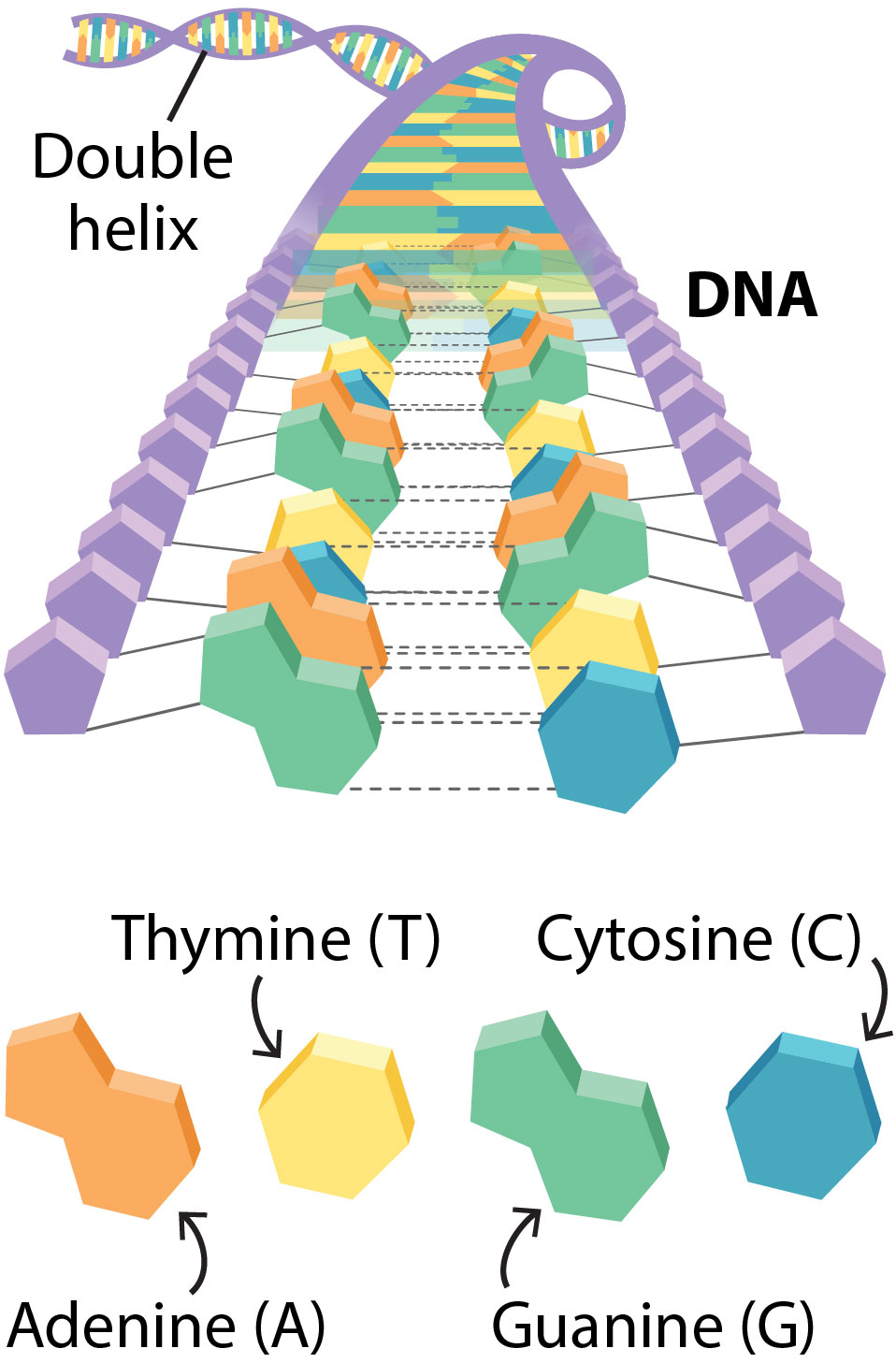 A DNA strand showing paired nucleotides. Below that, the 4 nucleobases: adenine, cytosine, guanine, and thymine.