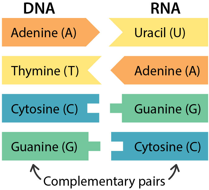 A DNA and RNA strand next to each other, showing how the nucleobases make complementary pairs. Adenine binds with uracil (in RNA) or thymine (in DNA). Cytosine binds with guanine in both RNA and DNA.