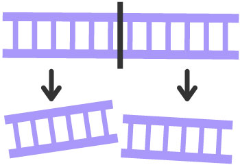 A strand of DNA being cut into two separate fragments.