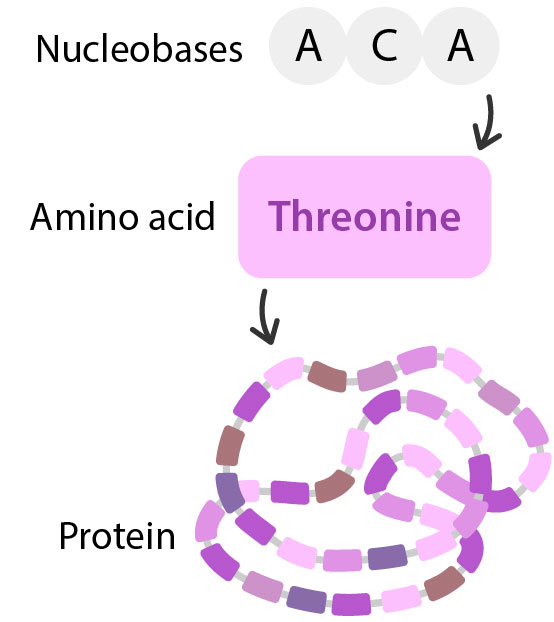 Three nuclobases combine to make an amino acids. Many amino acids combine in a long, folded chain to make a protein.