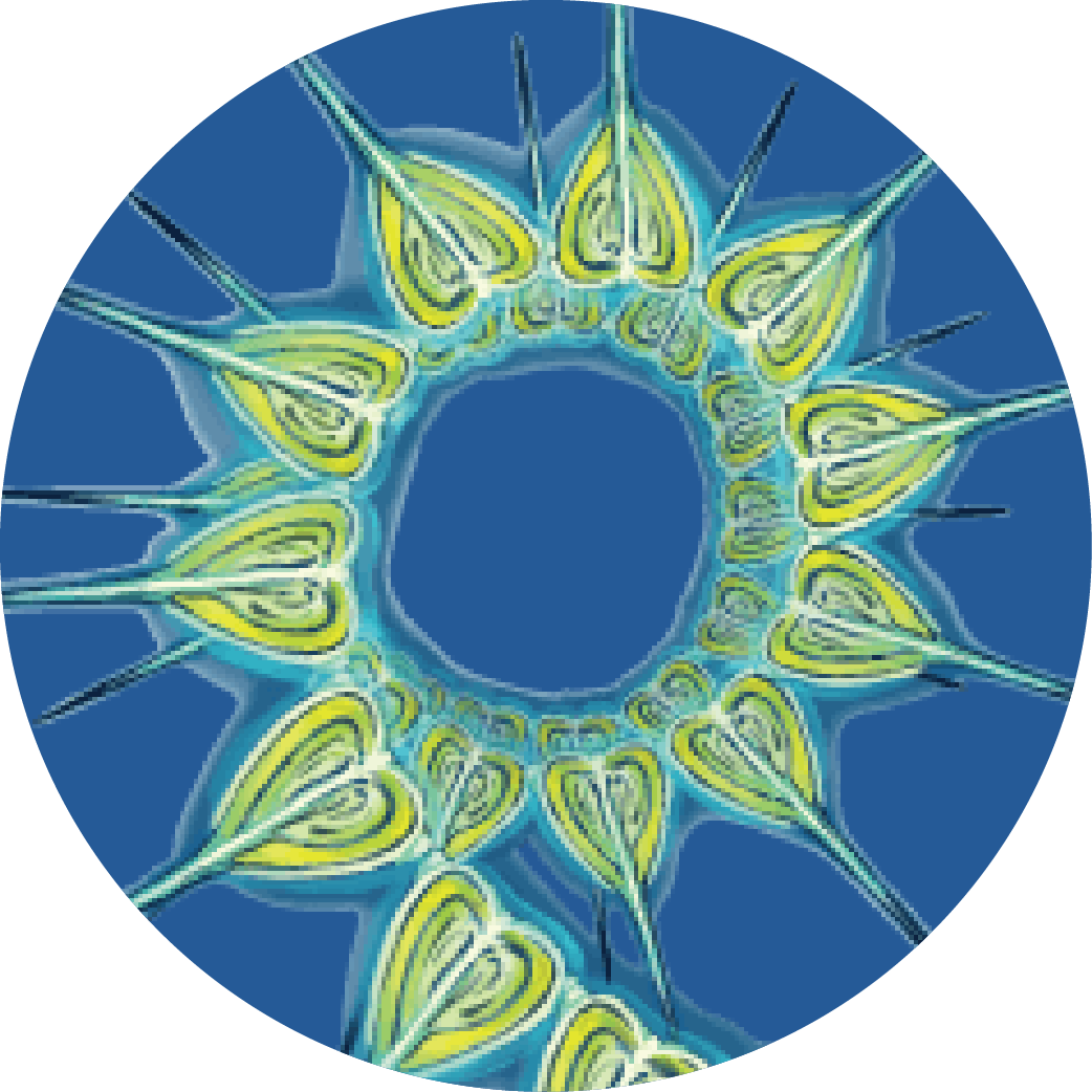 A chain of plankton.