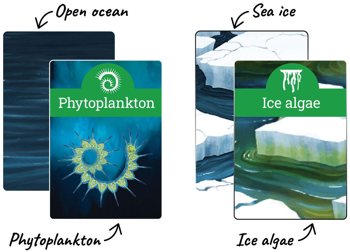 The primary produces. The phytoplankton card over the open ocean card, and the sea algae card over the sea ice card.