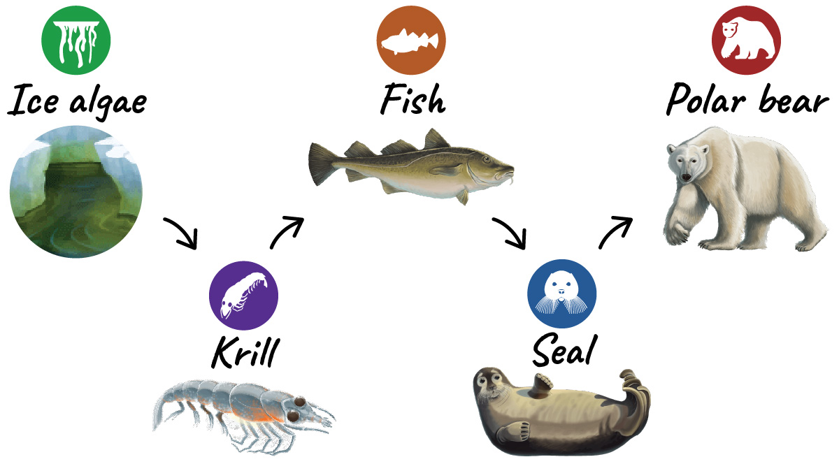 A food chain connecting the following with arrows: ice algae, krill, fish, seal, and polar bear.