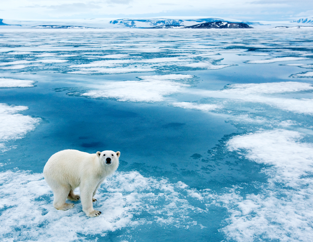 A polar bear on an icy landscape, with large puddles of water pooling around smaller patches of snow.