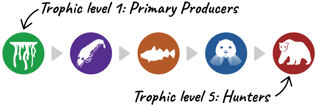 A food chain with the following icons connected by arrows: ice algae, krill, fish, seal, and polar bear.  The first icon (ice algae) is labeled Trophic Level 1: Primary Producers. The last icon (polar bear) is labeled Trophic level 5: Hunters. 