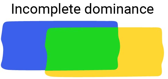 A blue and yellow square of paint overlapping. The middle portion where they overlap is green.