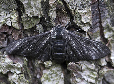 Polilla moteada oscura.