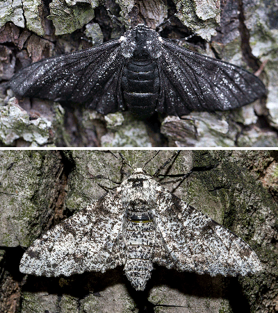 Polilla moteada clara (arriba) y oscura (abajo)