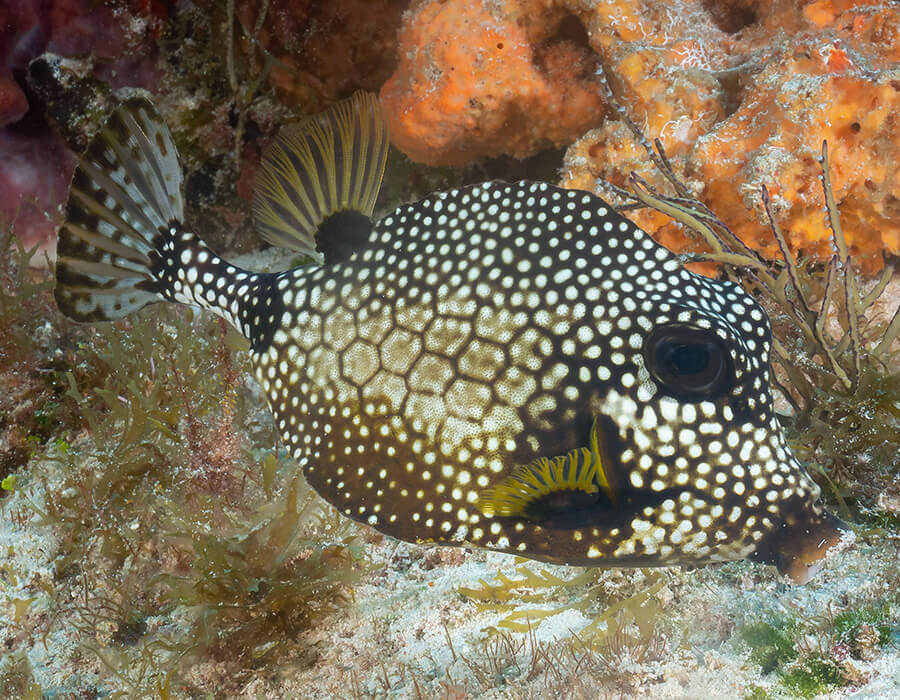 Unknown fish image to identify.
