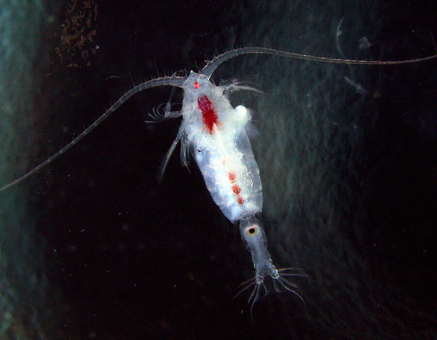 Unknown plankton image to identify.
