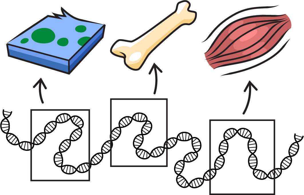 dna and monster parts