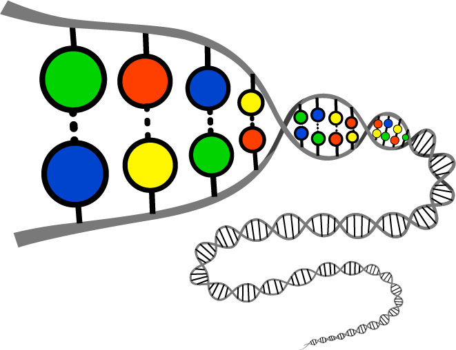 dna and a cell