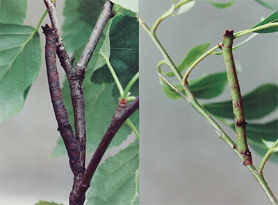 peppered moth caterpillars