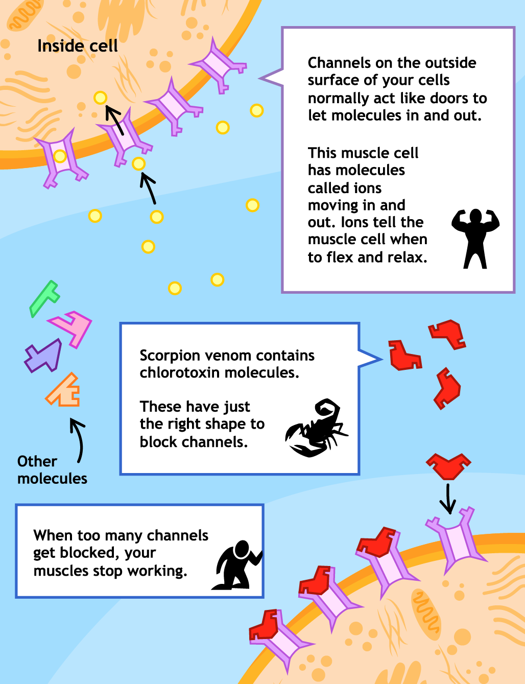 Story page 4: cells and channels