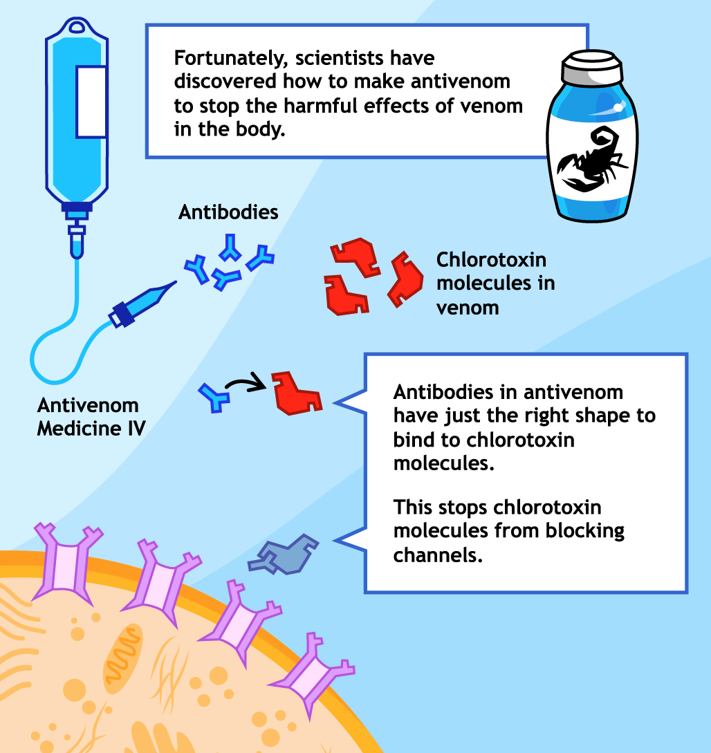 Story page 4: antivenom and cells