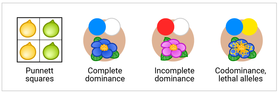The 4 training garden areas: Punnet square training, complete dominance, incomplete dominance, codominance, or mutations with lethal alleles