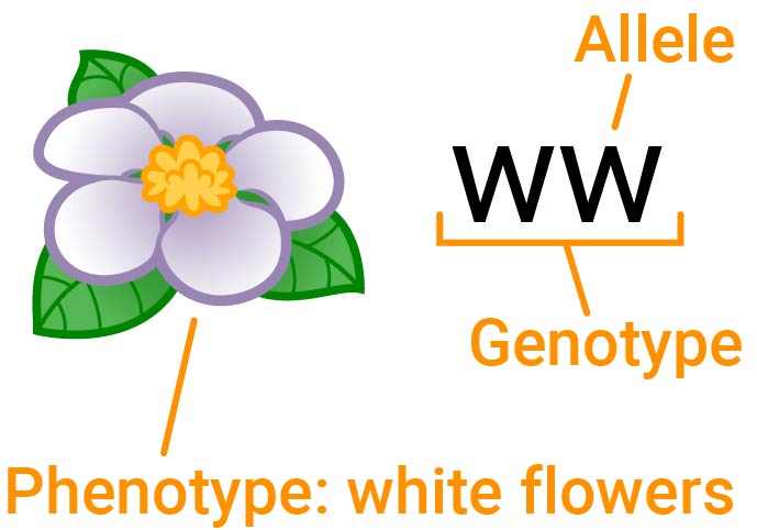 A white flower with ww and white written beneath it. Arrows labels w as an allele, ww as the genotype, and white as the phenotype.