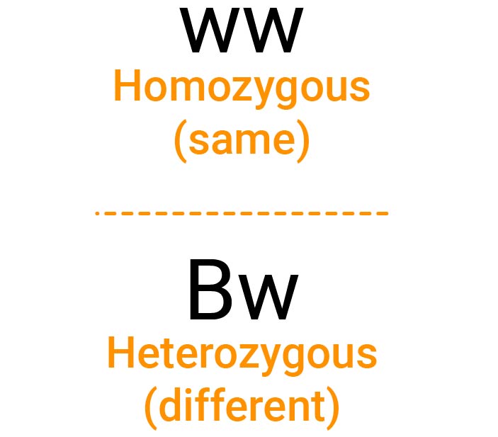 The genotype ww in a box with the words homozygous (same) written beneath. The genotype Bw written in a second box with the words (heterozygous (different) written beneath.
