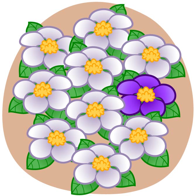 A bunch of white flowers with one purple flower in the middle of the group.