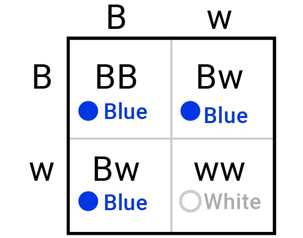 A Punnet square. The top parent is Bw. The side parent is Bw. The offspring are BB, Bw, Bw, and ww.