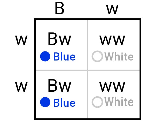 A Punnet square. The top parent is Bw. The side parent is ww. The offspring are Bw, Bw, ww, and ww.