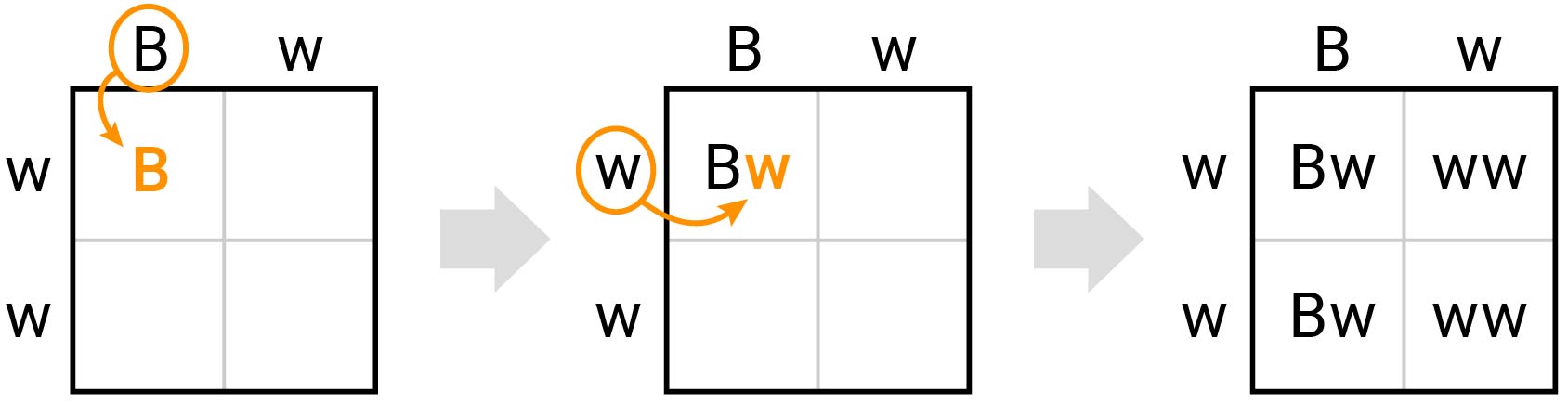 3 steps showing how to find the children's genotypes in a Punnett square. The top of the Punnett square has the parent alleles B in the first column and w in the second column. The left side of Punnett square has the parent alleles w in the first row and w in the second row. The first step shows how the B from the first parent goes into the upper left child square. The second step shows how the w from the second parent goes into the upper left child square. This makes the genotype of the first child Bw. The third step shows the rest of the children's genotypes complete. The upper right child is ww. The lower left child is Bw. The lower right child is ww.