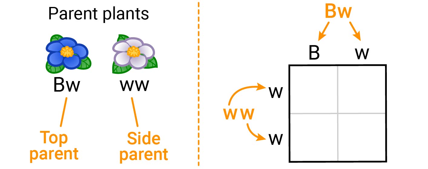 Parent plants and how to place their alleles into a Punnett square. The first parent is a blue flower with a Bw genotype. This parent's alleles will be placed along the top of the Punnett square. The B is in the left column, and the w is in the right column. The second parent is a white flower with a genotype of ww. This parent's allele will be placed along the left side of the Punnett square. The first w goes next to the first row, the second w goes next to the second row.