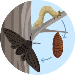 larvas de polillas, pupas y adulto