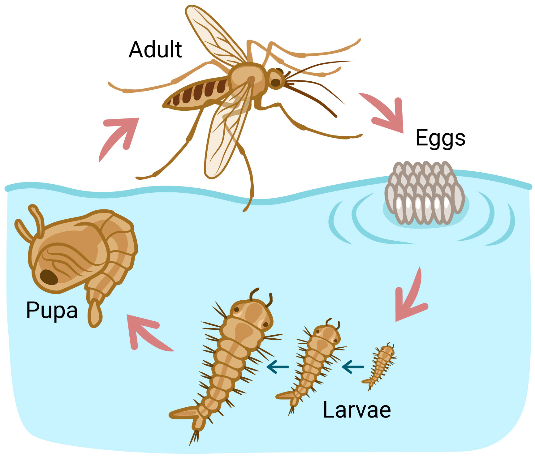 The mosquito life cycle from adult, eggs, larvae, pupae and back to adult.
