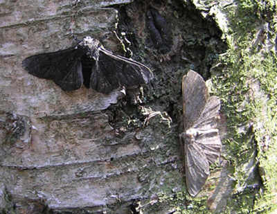 light and dark peppered moth on a tree