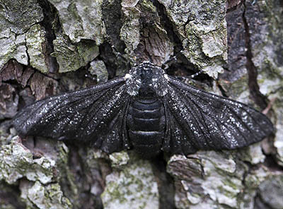 dark peppered moth on a tree