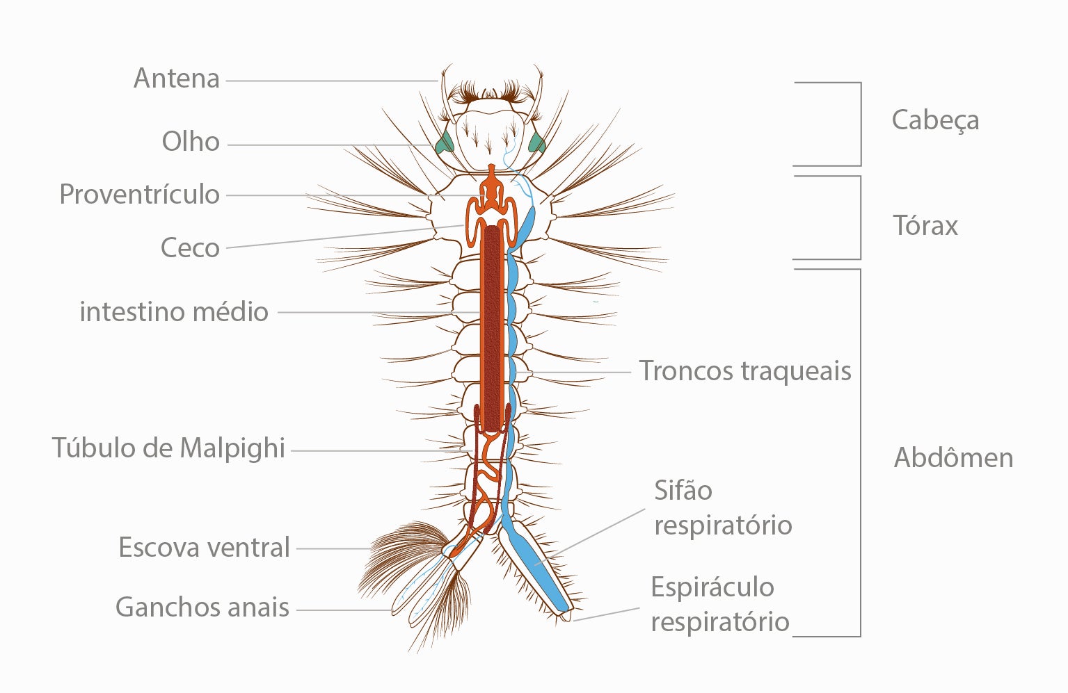 Ilustração legendada da anatomia interna de uma larva de mosquito