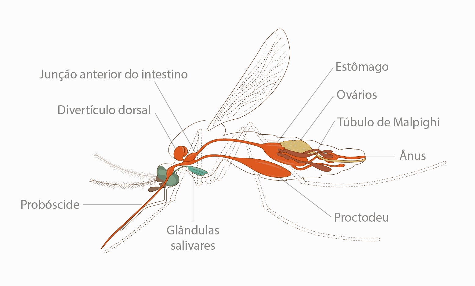 Ilustração legendada da anatomia interna de uma mosquito fêmea