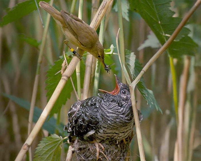 A reed warbler feeding its brood parasite, a cuckoo bird.