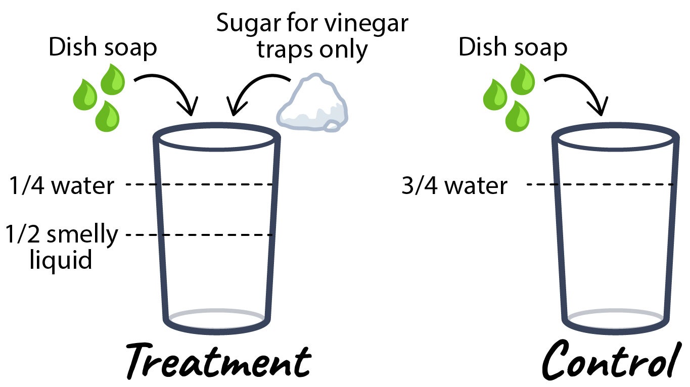The treatment and control glasses. The treatment has smelly liquid, water, dish soap and sugar (for vinegar traps only) added. The control has water and dish soap only.