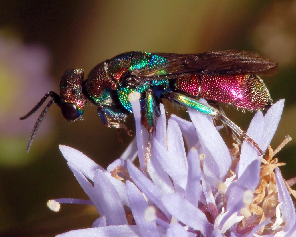A metallic colored brood parasite wasp.