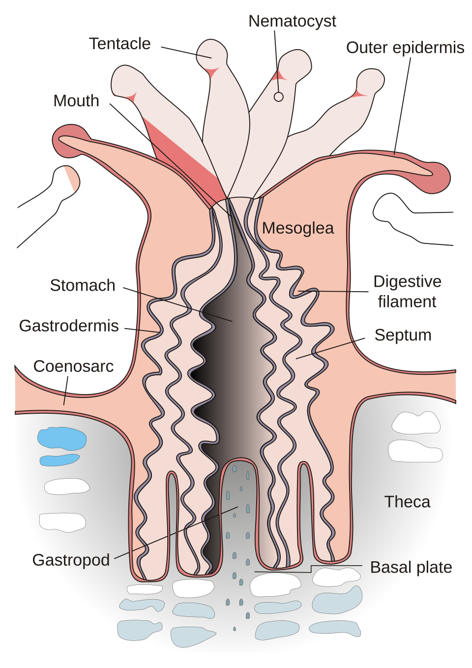 The anatomy of a coral polyp