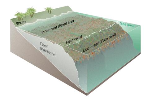 An image showing the reef zones, including the inner reef, the reef crest, and the outer reef