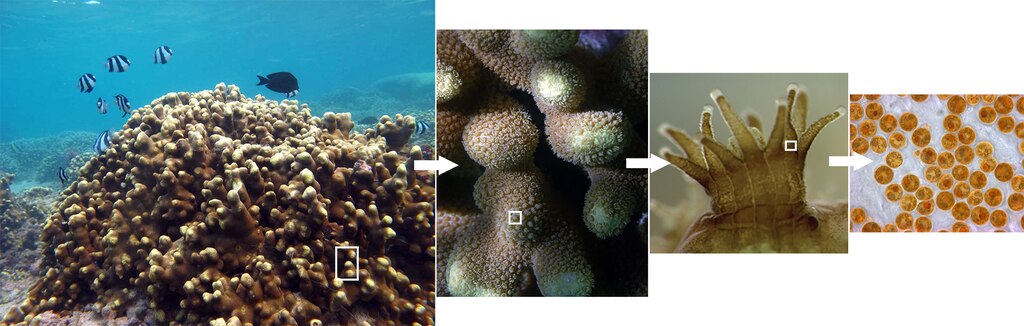 A series of four images showing the whole coral, then zooming in, showing the individual polyps, and the symbionts