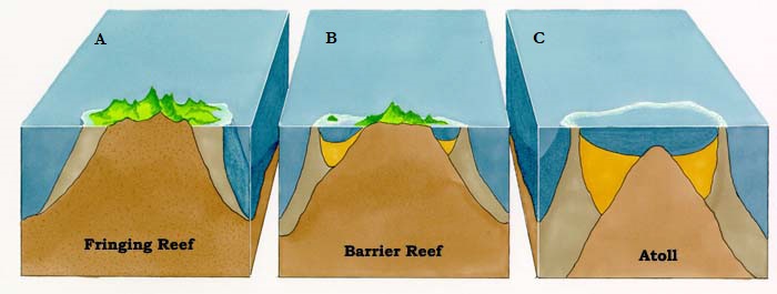 An illustration of different types of coral reefs