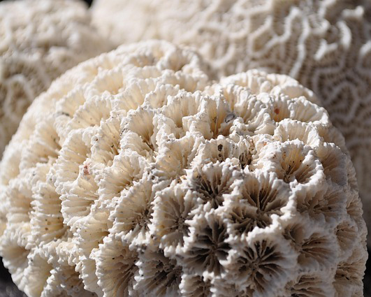 The anatomy of a coral polyp