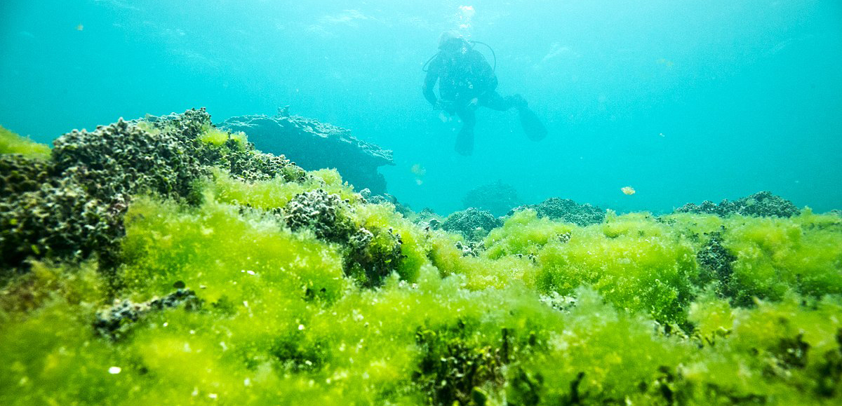 Green sea grass against the blue background of the ocean
