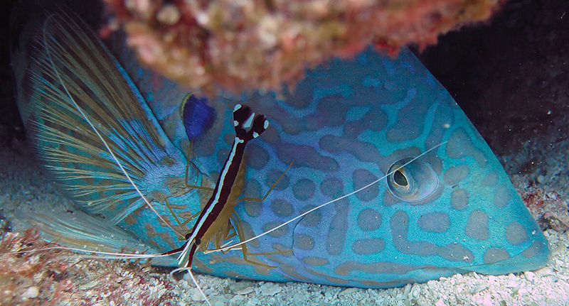 A photograph of a cleaning shrimp cleaning a blue coris fish