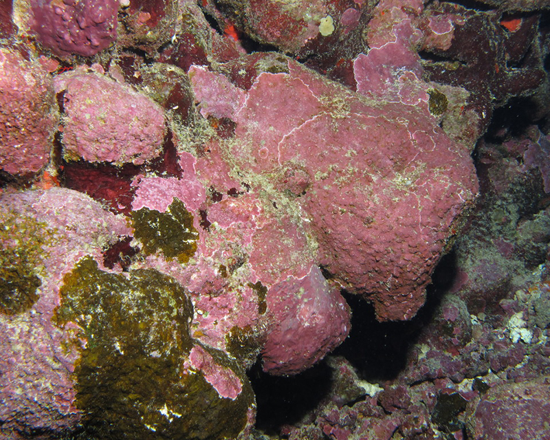 Pink coralline algae
