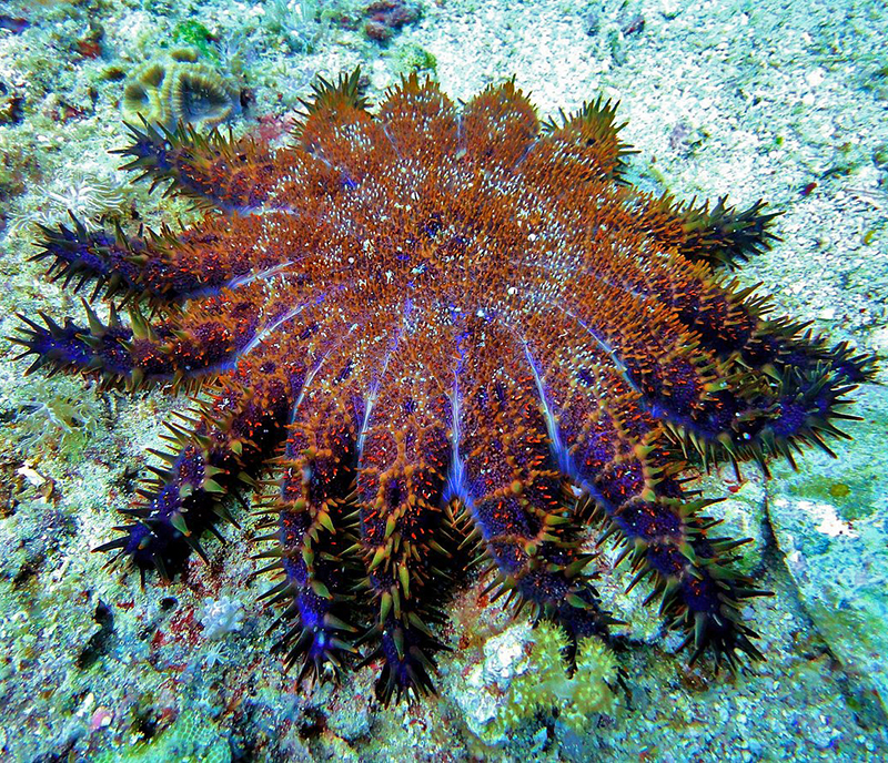 A photograph of a crown of thorns sea star, with purple and brown colors