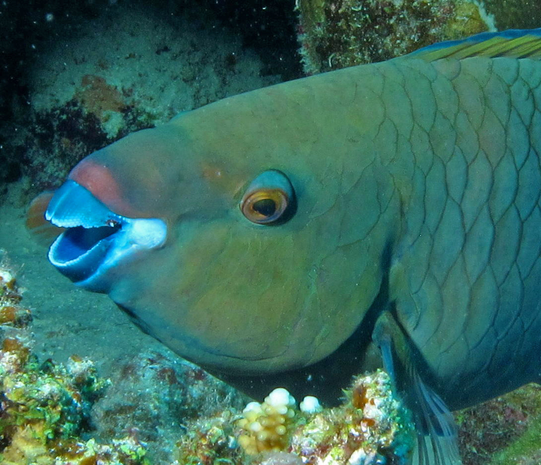 A picture of a parrot fish, showing the front half of its body and its blue mouth