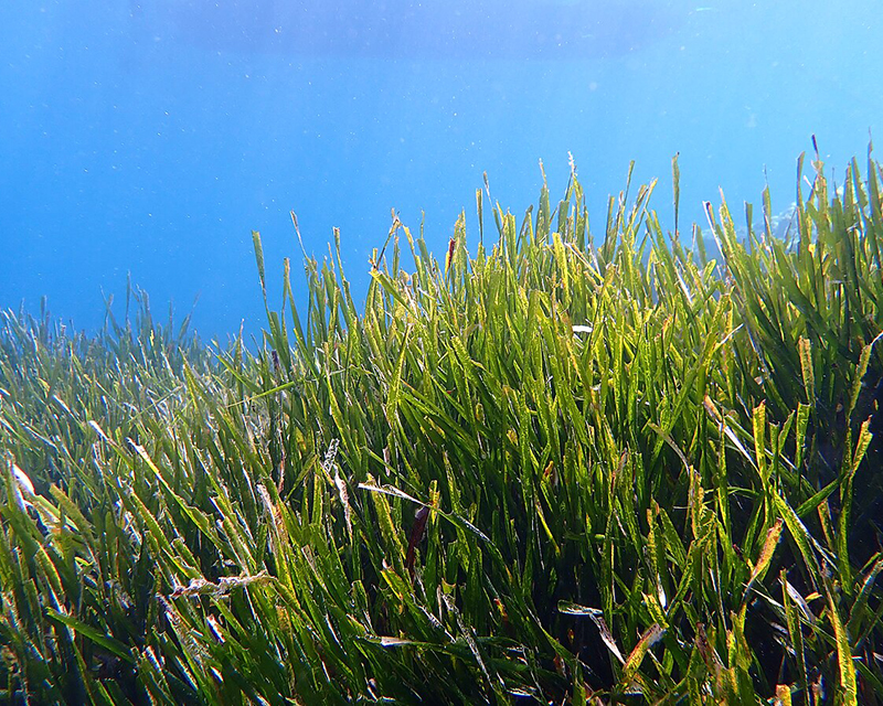 Green sea grass against the blue background of the ocean