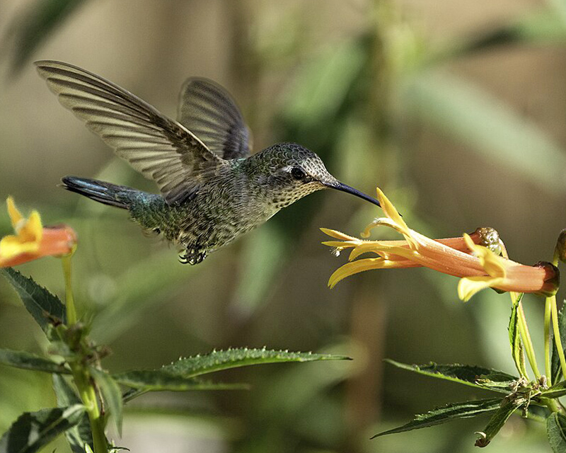 A hummingbird drinking nectar from a long flower.