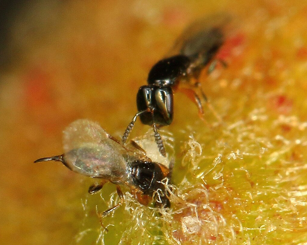 A female fig wasp entering a fig, while another female watches
