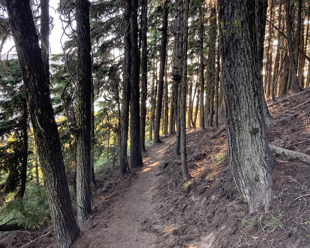 Looking down a hiking path through thick trees along a lake in Washington, USA.